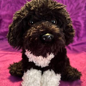 Portuguese Water Dog Signature Webkinz